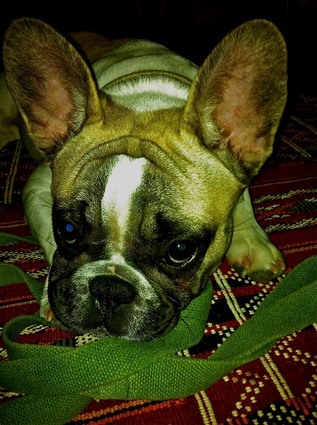 Gordito