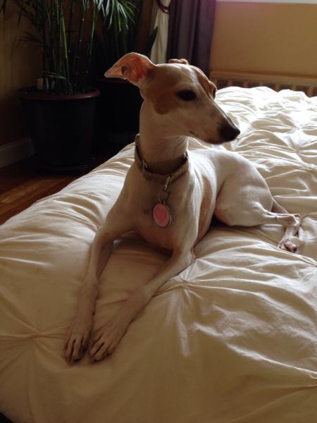 PIA